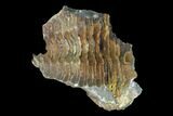 Fossil Calymene Trilobite Nodule - Morocco #100011-1